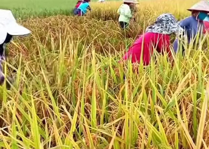 6 Jenis Benih Padi Lokal Terbukti Produktivitas Tinggi, Mampu Saingi Varietas Hibrida