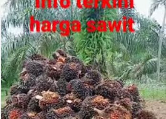Petani Sawit di Bengkulu Tersenyum, Harga Sawit Terus Melejit, Sentuh Angka Rp1.980 Perkilogram