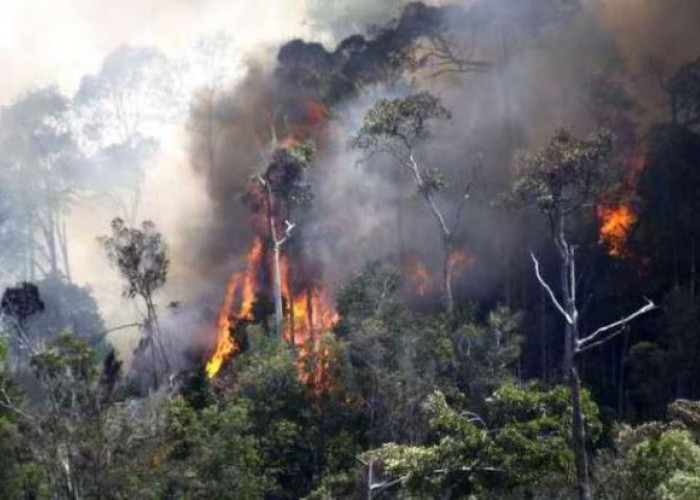 Catat!, Sengaja Atau Tidak, Bakar Hutan Bisa Dipenjara 15 Tahun, Petani Buka Lahan Jangan Pakai Api