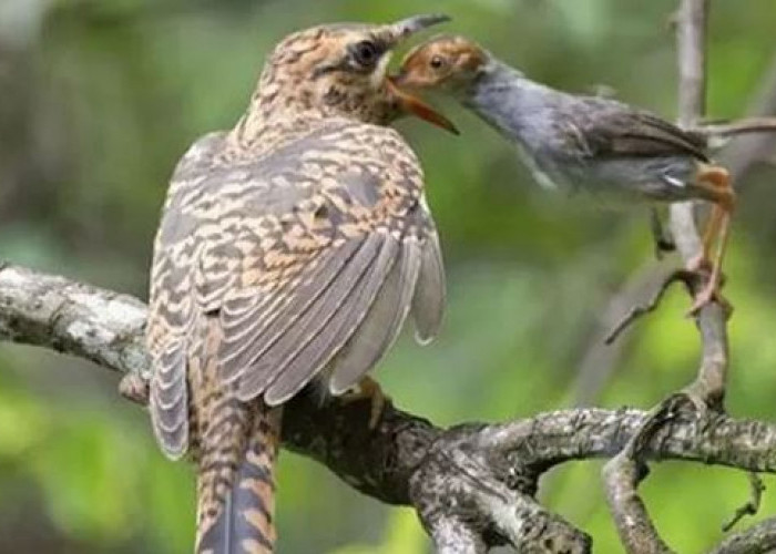 Cerita Unik Burung Kedasih, Pemalas dan Diyakini Memiliki Ajian Pemikat, Hasilkan Minyak Sekuntit