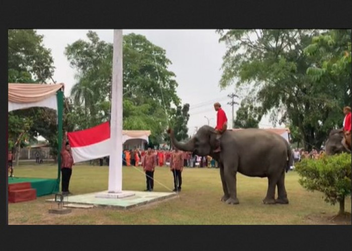 Viral di Riau! Gajah Jadi Petugas Pengibar Bendera Upacara HUT RI ke-78