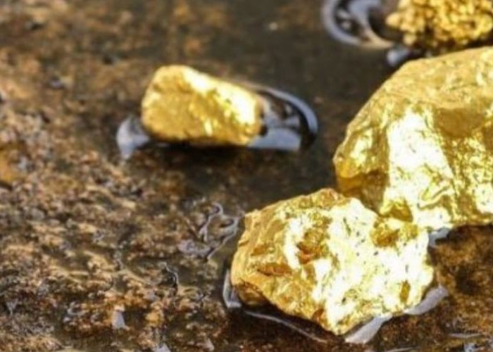 Pemkab Seluma Tunggu Tindak Lanjut Perusahaan Terkait Rencana Eksploitasi Emas