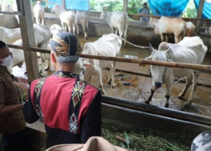 Kerugian Akibat Penyakit Ngorok Pada Sapi di Kabupaten Kaur Capai Rp 1,5 Miliar Lebih