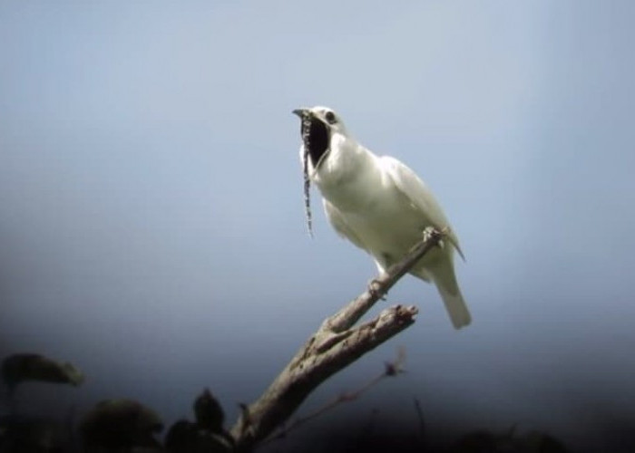 Fakta Unik White Bellbird: Burung Sederhana Tapi Tidak Aman Bagi Telinga Manusia