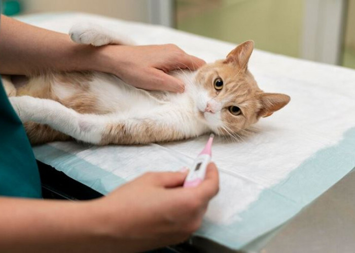 Mengenal Panleukopenia, Penyakit Mematikan pada Kucing, Virus Menjadi Penyebabnya