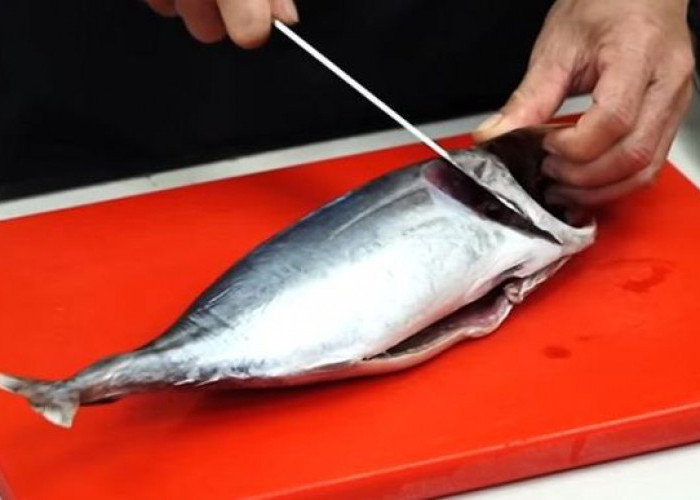 Tips Menghilangkan Racun Pada Ikan Tongkol, Mudah dan Praktis, Ini Caranya