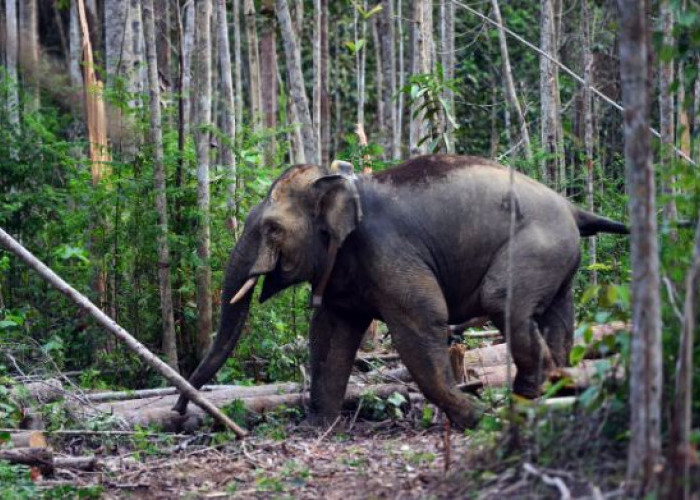 Gajah Sumatera Ditemukan Tinggal Kerangka di Hutan Produksi Air Rami Mukomuko