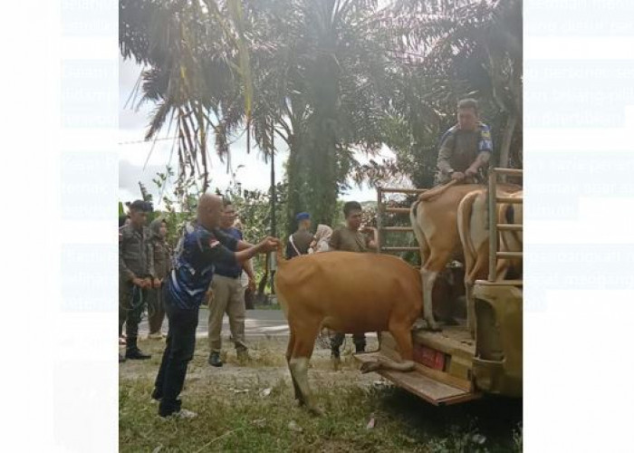 Razia Hewan Ternak, 30 Satpol PP Bengkulu Selatan Dikerahkan, 4 Ekor Sapi Diamankan