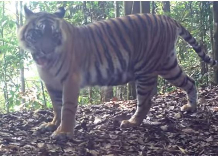 Harimau Sumatera Terancam Punah, Saat Ini Populasi di Alam Liar Semakin Sedikit, Ternyata Ini Penyebabnya