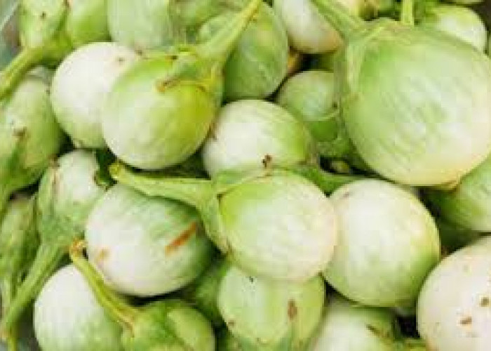 Tak Hanya Enak Untuk Lalapan, Sayur Bulat Hijau Kecil Juga Penuh Khasiat