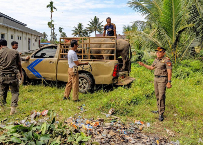 'Ngantor' di Polres Bengkulu Selatan, 5 Kerbau Ditangkap Satpol PP