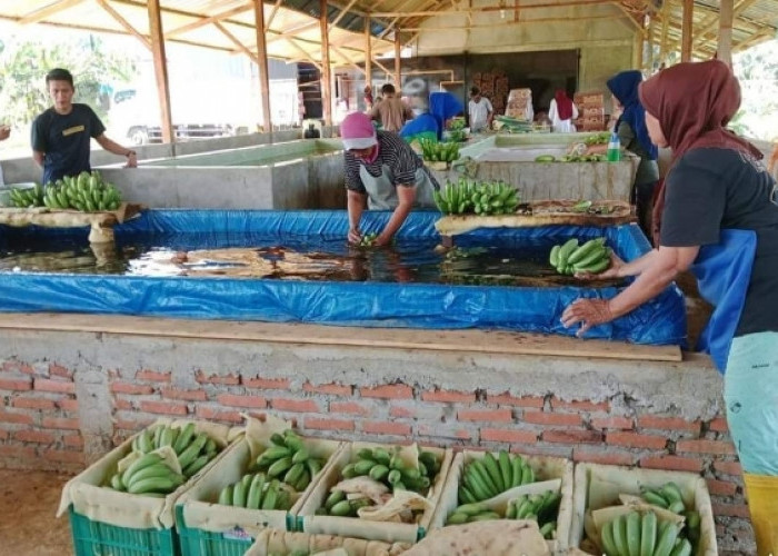Bukan Kelapa Sawit, Tapi Tanaman Pisang Barangan Paling Cocok di Bengkulu,  Petani Seluma Sudah Buktikan