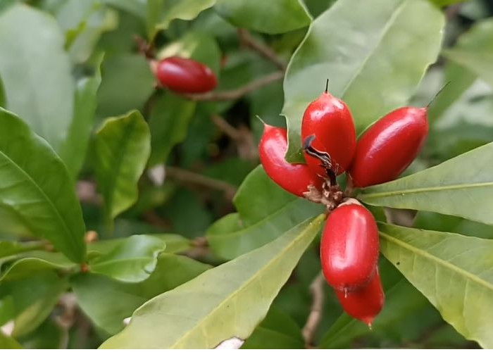 Manfaat dan Cara Menanam Miracle Fruit, Si Buah Ajaib yang Baik Bagi Kesehatan 