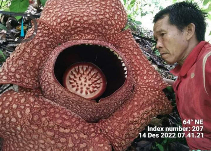 Warga Bengkulu Budidaya Bunga Rafflesia Arnoldii