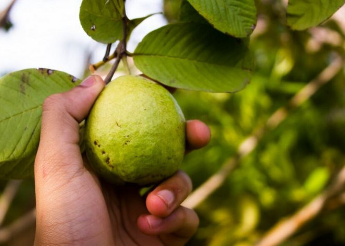 Manfaat Buah dan Daun Jambu Biji Bagi Kesehatan, Luar Biasa