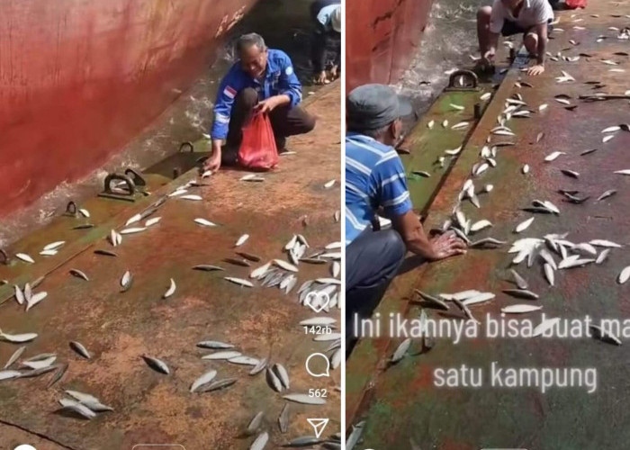 Ribuan Ikan Mendarat di Dermaga, Nelayan Auto Panen