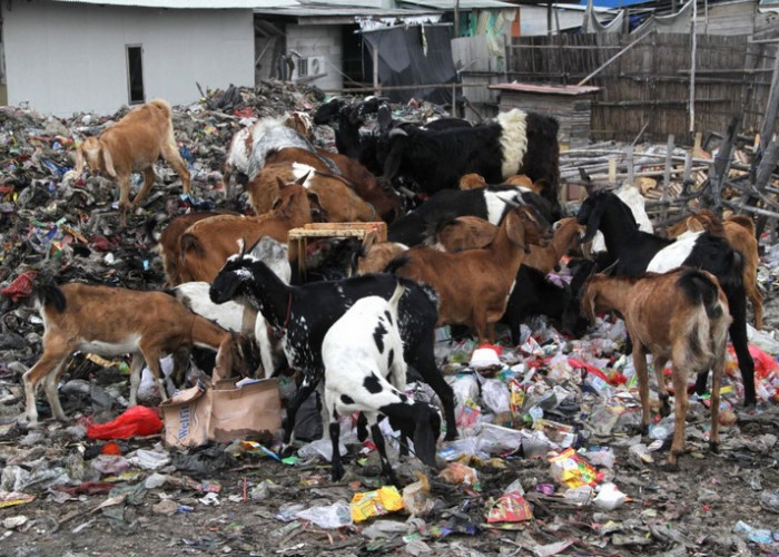 Kambing Makan Sampah Dijadikan Hewan Kurban, Dokter Hewan Ini Tegas