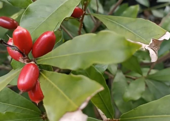 Miracle Fruit Buah Ajaib! Apapun Dimakan Pasti Terasa Manis, Cocok yang Takut Makan Obat