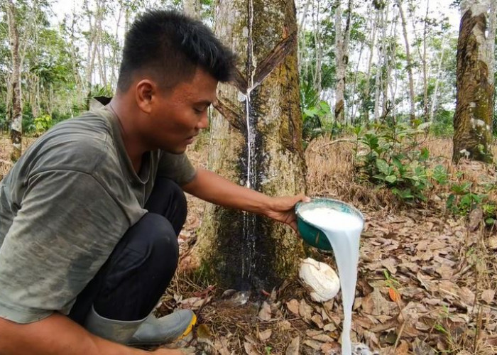 Petani Karet di Seluma Tersenyum, Harga Getah Naik Nih