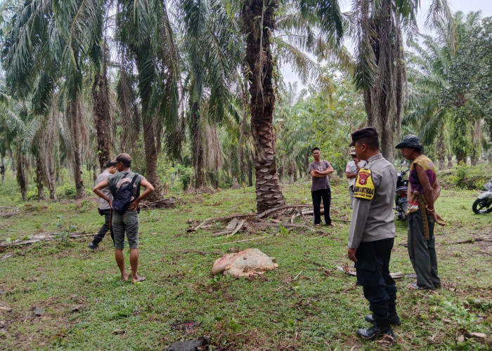 Warga Desa Talang Padang Temukan Sesuatu di Perut Sapi yang Dimutilasi 
