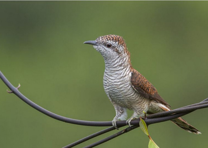 Fakta Menarik Burung Kedasih: Hewan Cantik Tapi Licik dan Ditakuti Masyarakat 
