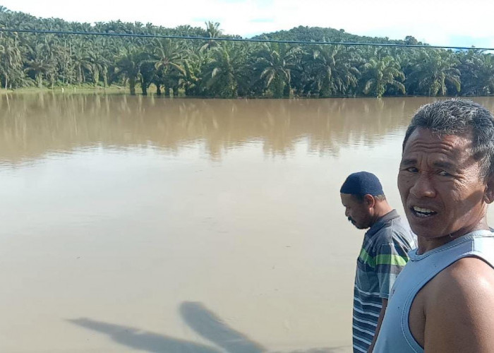 Sungai Pino Meluap, Puluhan Hektar Tanaman Padi di Bengkulu Selatan Terendam Banjir