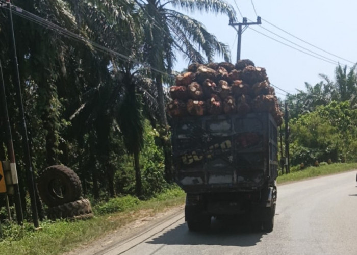 Truk Sawit Overload Tanpa Menggunakan Jaring Merajalela di Seluma