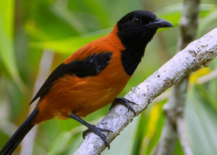 5 Fakta Unik Burung Paling Beracun di Dunia, Kena Bulunya Saja Bisa Gatal Gatal, Habitatnya Dekat Dengan Indon