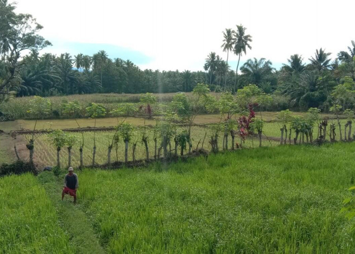 Siring Irigasi Macet, Petani Bengkulu Selatan Kesulitan Air