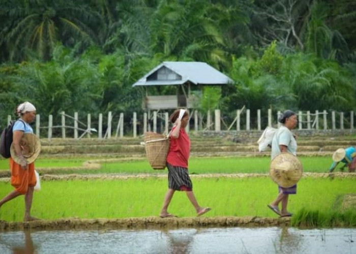 Tanaman Kelapa Sawit Ancam Lahan Sawah, Pemerintah Mulai Ketar Ketir Terjadi Krisis Pangan