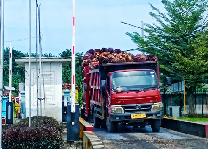 Harga TBS Sawit Kembali Turun, Kini di Kisaran Rp2.500–Rp2.600 per Kilogram