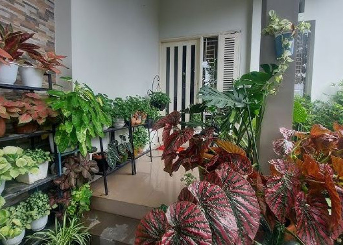 5 Jenis Tanaman Unik dan Cantik yang Bikin Rumah Lebih Estetik: Mulai Dari Paku Sampai Kantong Semar 