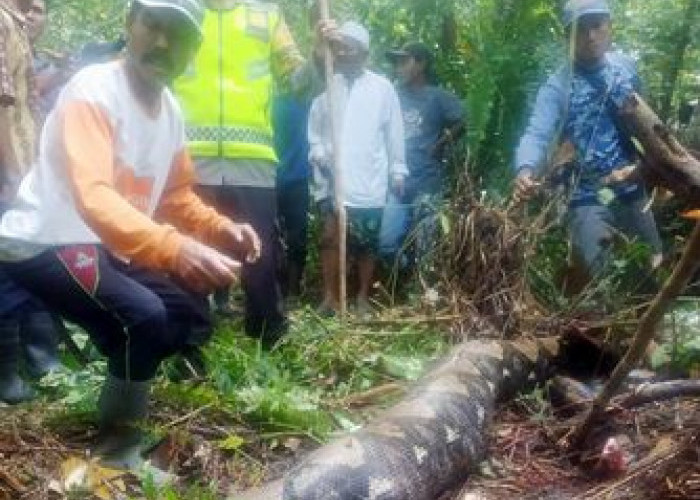 Pamit Nyadap Karet Seorang Wanita Ditelan Ular Piton