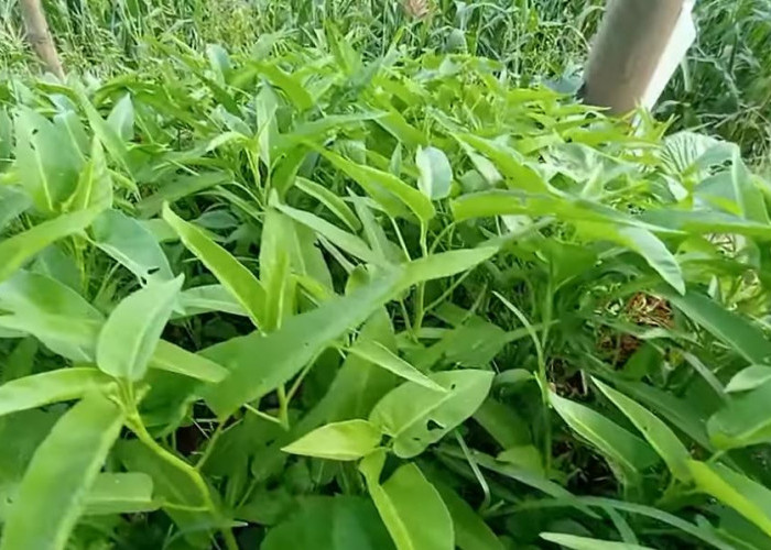 Lima Jenis Sayuran yang Bisa Dipanen Berulang Tanpa Tanam Ulang