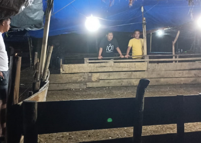 Sssttt…Ada Arena Judi Dekat Kantor Bupati Bengkulu Selatan: Polisi Datang, Hanya Ditemukan 4 Bangkai Ayam