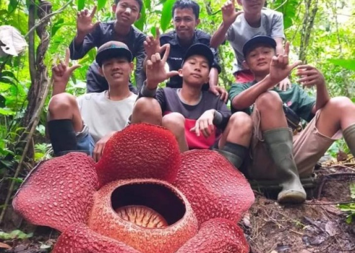  Wow...79 Bunga Rafflesia Mekar Serentak di Bengkulu Selatan