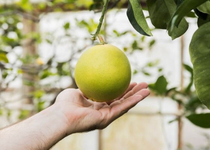 Jarang Diketahui! Ini 8 Manfaat Tersembunyi Jeruk Bali untuk Kesehatan