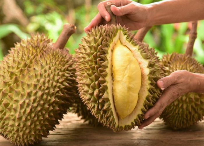 Mengapa Buah Durian Memiliki Aroma yang Menyengat?