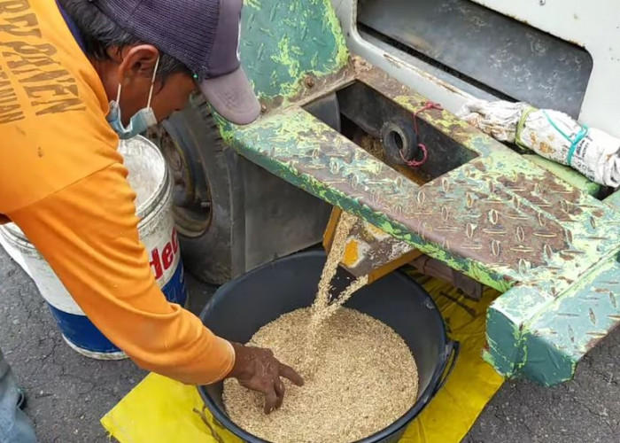 Petani di Bengkulu Gembira, Harga Gabah Naik Segini