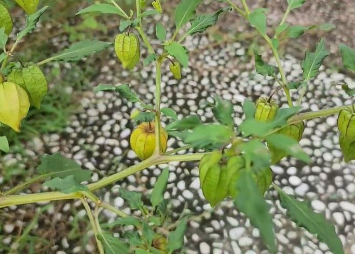 Dianggap Gulma, Ini Manfaat Buah Ciplukan untuk Kesehatan yang Jarang Diketahui