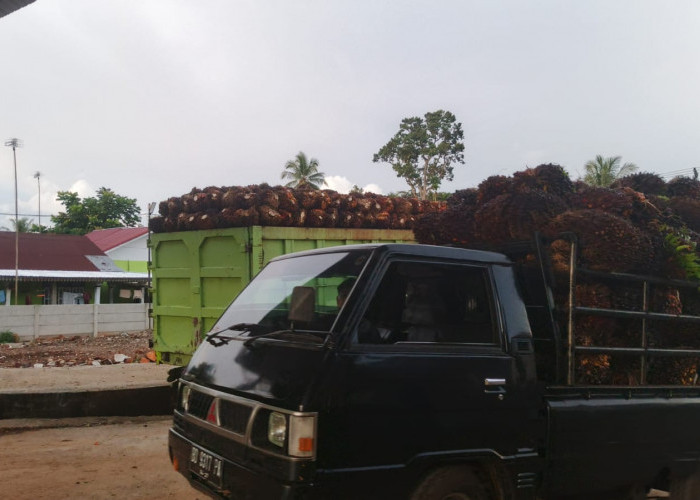Harga Sawit Tembus Rp3.000/Kg, Petani di Seluma Mulai Bergairah