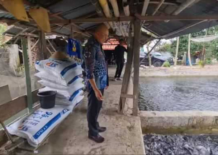 Ikan Nila Bengkulu Selatan Dipasok ke Sumsel dan Lampung, Peternak Mengeluh...