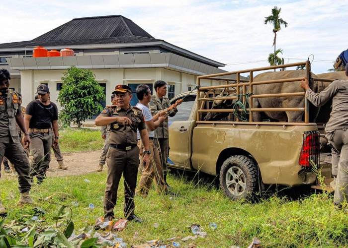 Pemilik 5 Kerbau yang 'Ngantor' di Polres Bengkulu Selatan Dideadline 10 Hari, Jika Tidak...