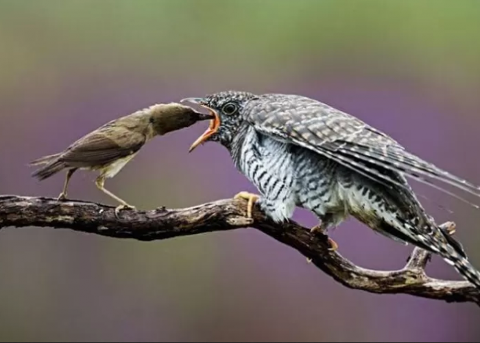 14 Jenis Burung Kedasih: Hewan Licik dan Konon Pembawa Petaka