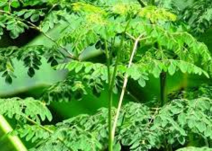 Daun Kelor: Superfood Lokal dengan Segudang Manfaat Kesehatan
