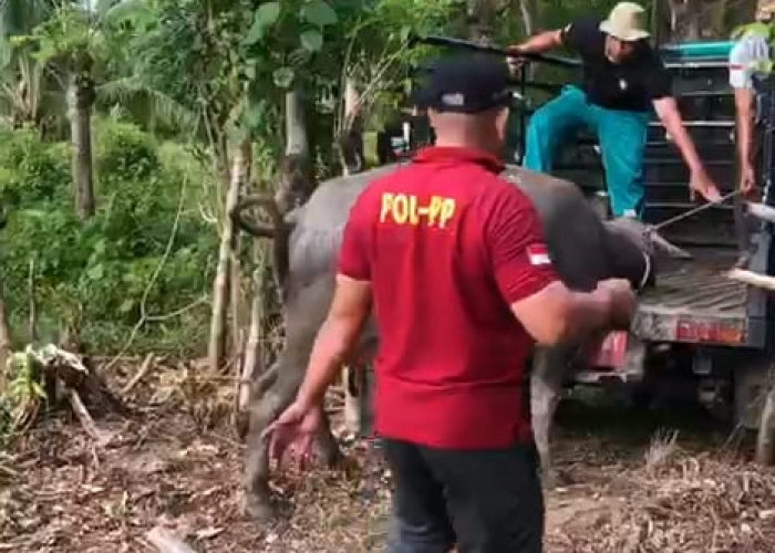 TRC Satpol PP Kaur Amankan Kerbau Perusak Kebun Jagung di Desa Suka Menanti