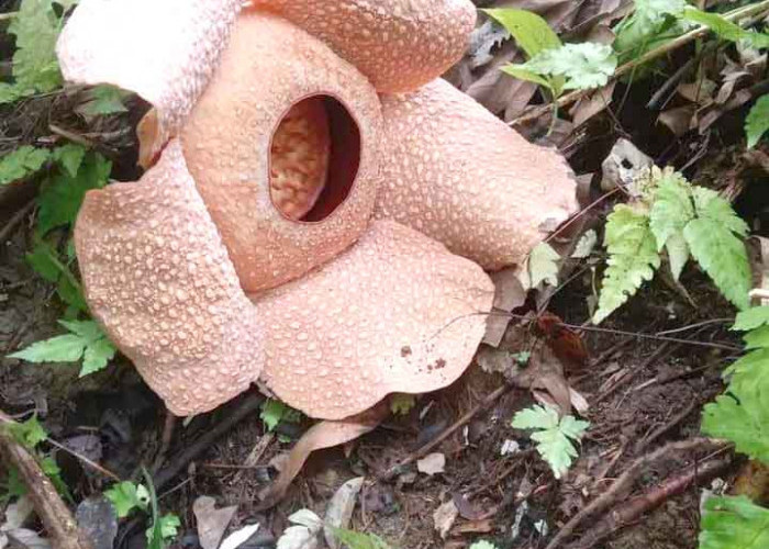 Bunga Rafflesia Kembali Mekar di Bengkulu Selatan