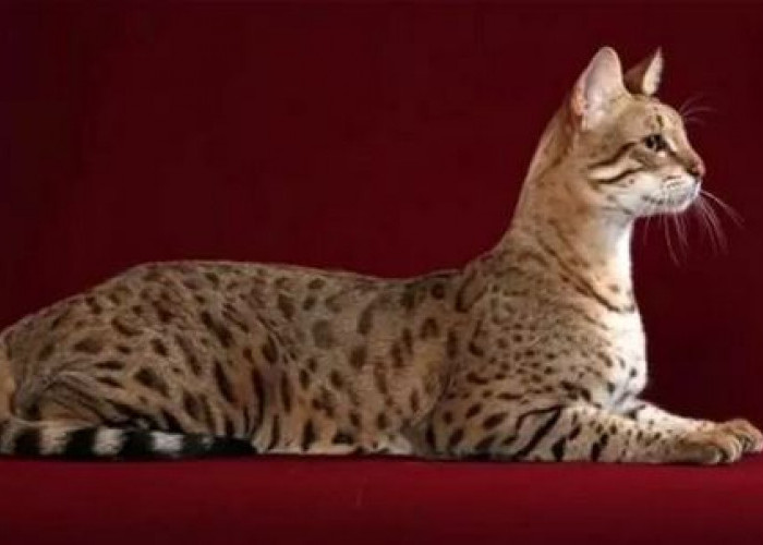 Kucing Ashera Harganya Mencapai 1,43 Miliar, Berikut Fakta Manarik Kucing Ashera