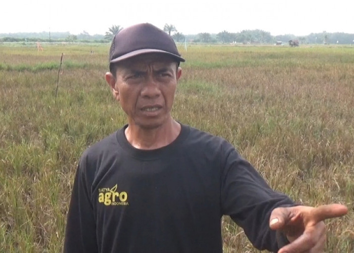 Sebagian Lahan Sawah Petani di Bengkulu Masih Kekeringan, DPRD: Perbanyak Saluran Irigasi