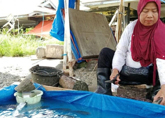 Di Bengkulu Selatan, Harga Ikan Air Tawar Naik, Daging Sapi dan Kerbau Stabil 
